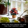 LEGO Icons Poinsettia Building Sets for Adults – Artificial Flowers for Decoration – Festive Holiday Flowers for Table Centerpiece – 10370
