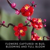 LEGO Botanicals Plum Blossom Building Sets for Adults – Artificial Flower for Dinner Table Centerpiece, Living Room Home Decor, Ages 18+ – DIY Craft Kits – Gift for Birthdays – 10369